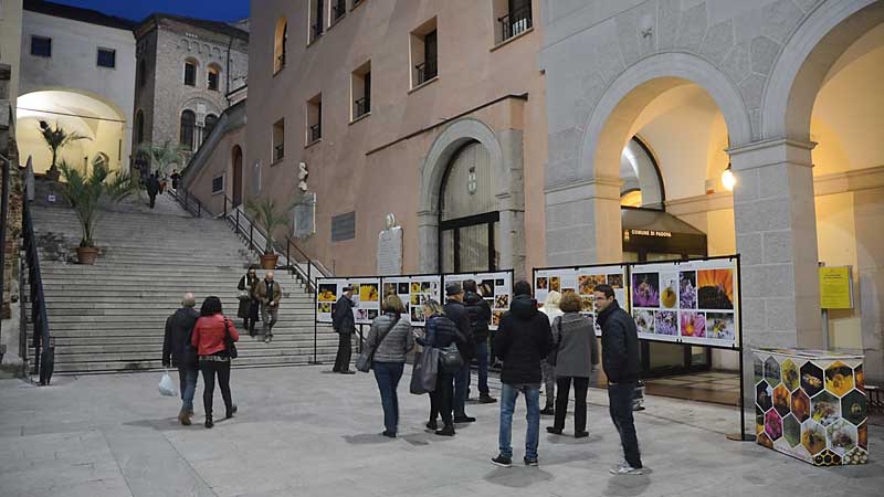 Il percorso fotografico DAL NETTARE AL MIELE esposto a Palazzo Moroni.