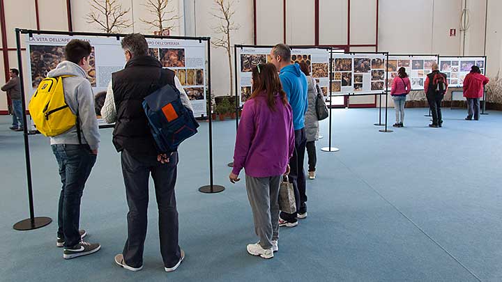 Esposizione del percorso "La vita dell'ape operaia" all'interno della fiera.