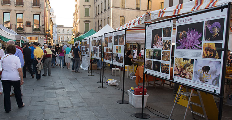 Il percorso fotografico LA VITA DELL'APE OPERAIA esposto in piazza della frutta.