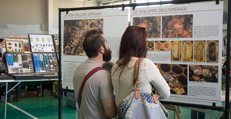 Il percorso fotografico LA VITA DELL'APE OPERAIA esposto ad entomodena 2016.
