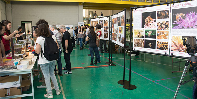 La mostra "LA VITA DELL'APE OPERAIA" accanto alle formiche di Formicarium.it