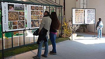 il mondo delle api