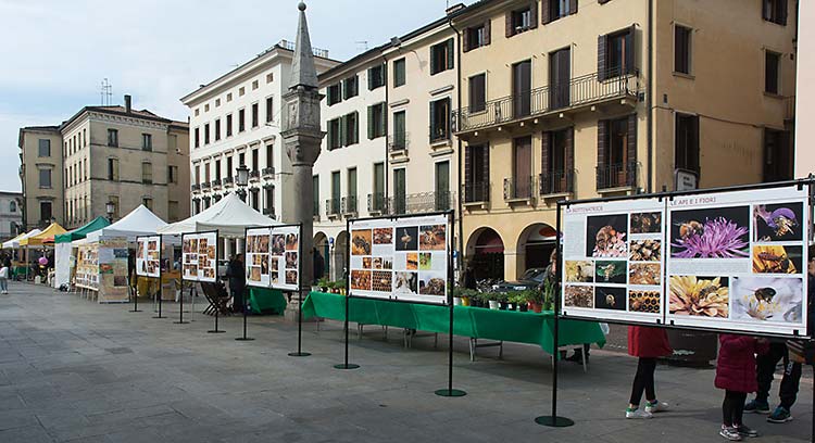 Il percorso fotografico LA VITA DELL'APE OPERAIA esposto in piazza della frutta.