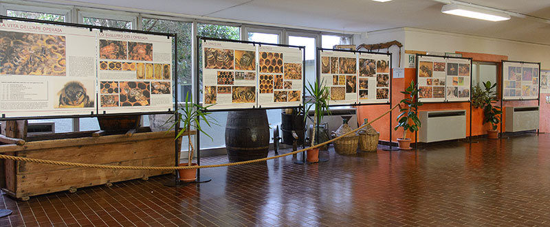 La mostra sull'ape operaia