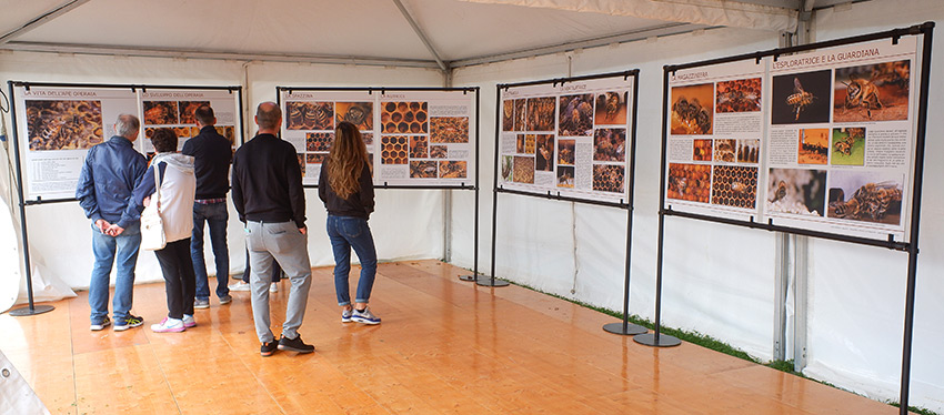 Mostra ape operaia