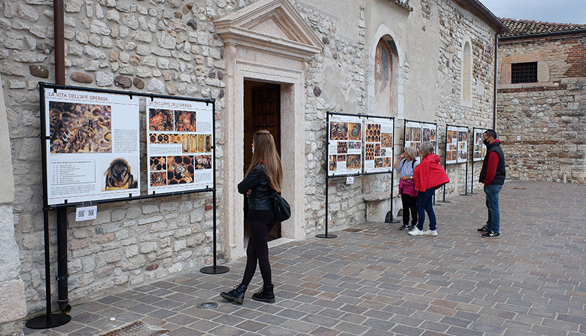 Mostra ape operaia