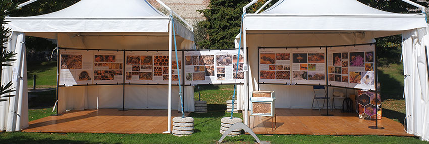 Mostra sull'ape operaia