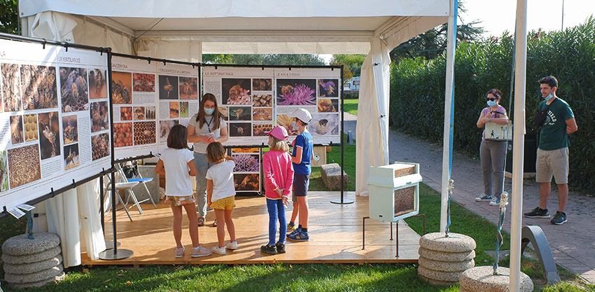 Mostra sull'ape operaia