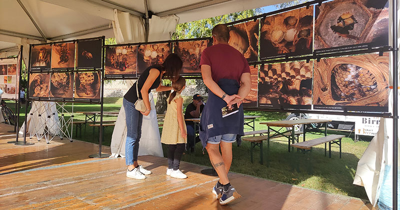 Mostra fotografica sui calabroni