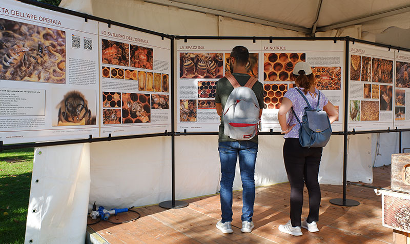 La mostra sulla vita dell'ape operaia.