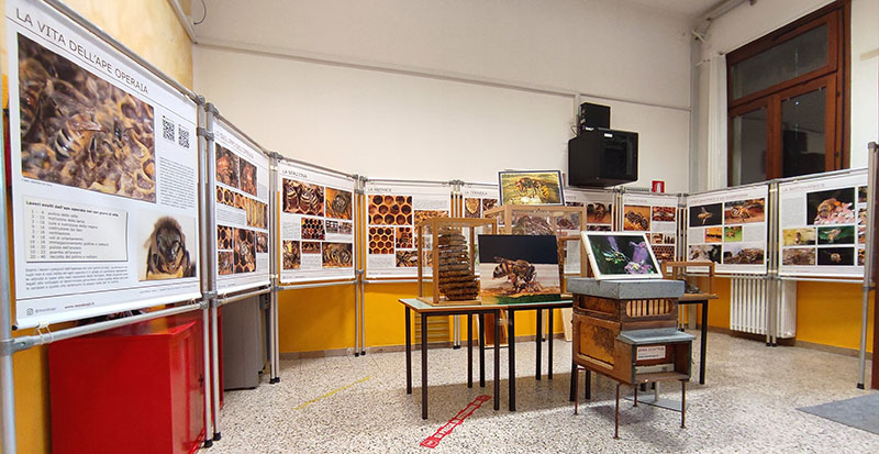 L'esposizione sulla vita delle api nell'atrio della scuola elementare di Pescantina.