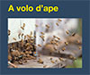 A volo d'ape