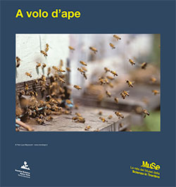 A volo d'ape