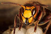 La Vespa crabro