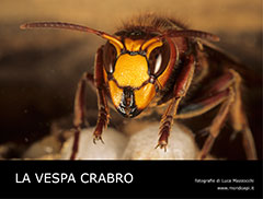 LA VESPA CRABRO