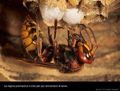 La regina nutre la larva tramite la trofallassi.