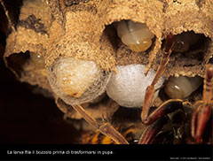La larva fila il bozzolo prima di trasformarsi in pupa.