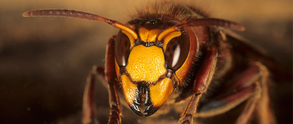Vespa crabro