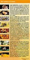 dal nettare al miele
