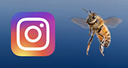ape + logo instagram 